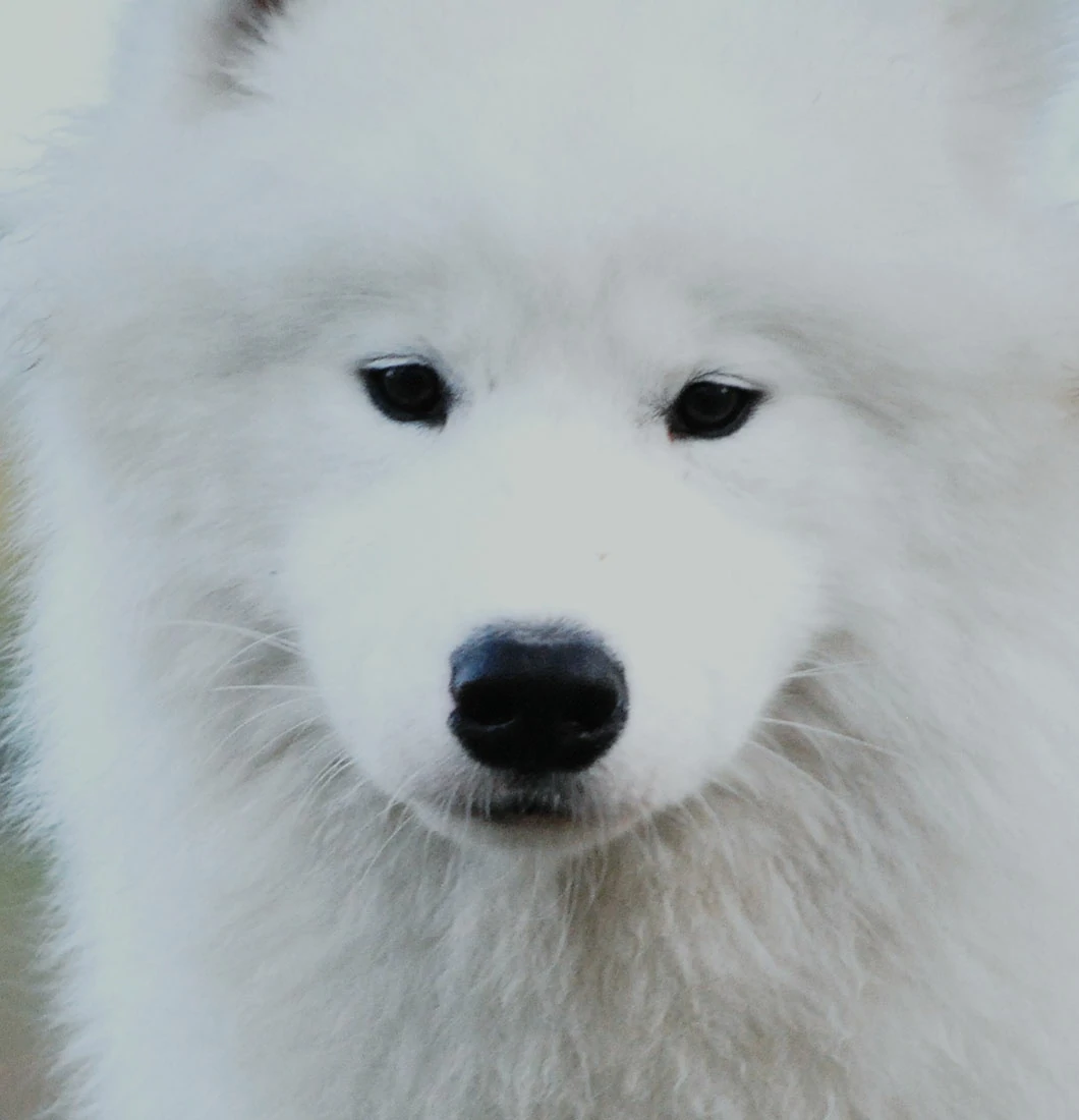 Klub Samoyed Indonesia