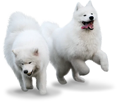 KLUB SAMOYED INDONESIA