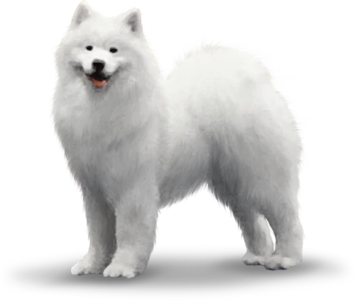 KLUB SAMOYED INDONESIA