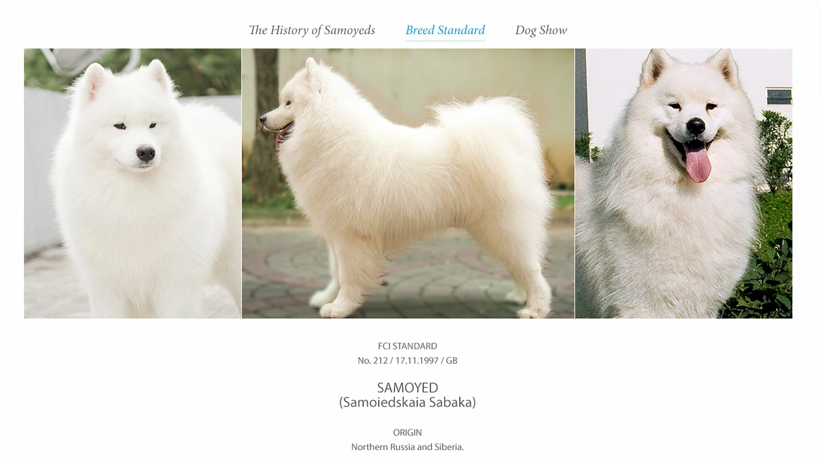 KLUB SAMOYED INDONESIA