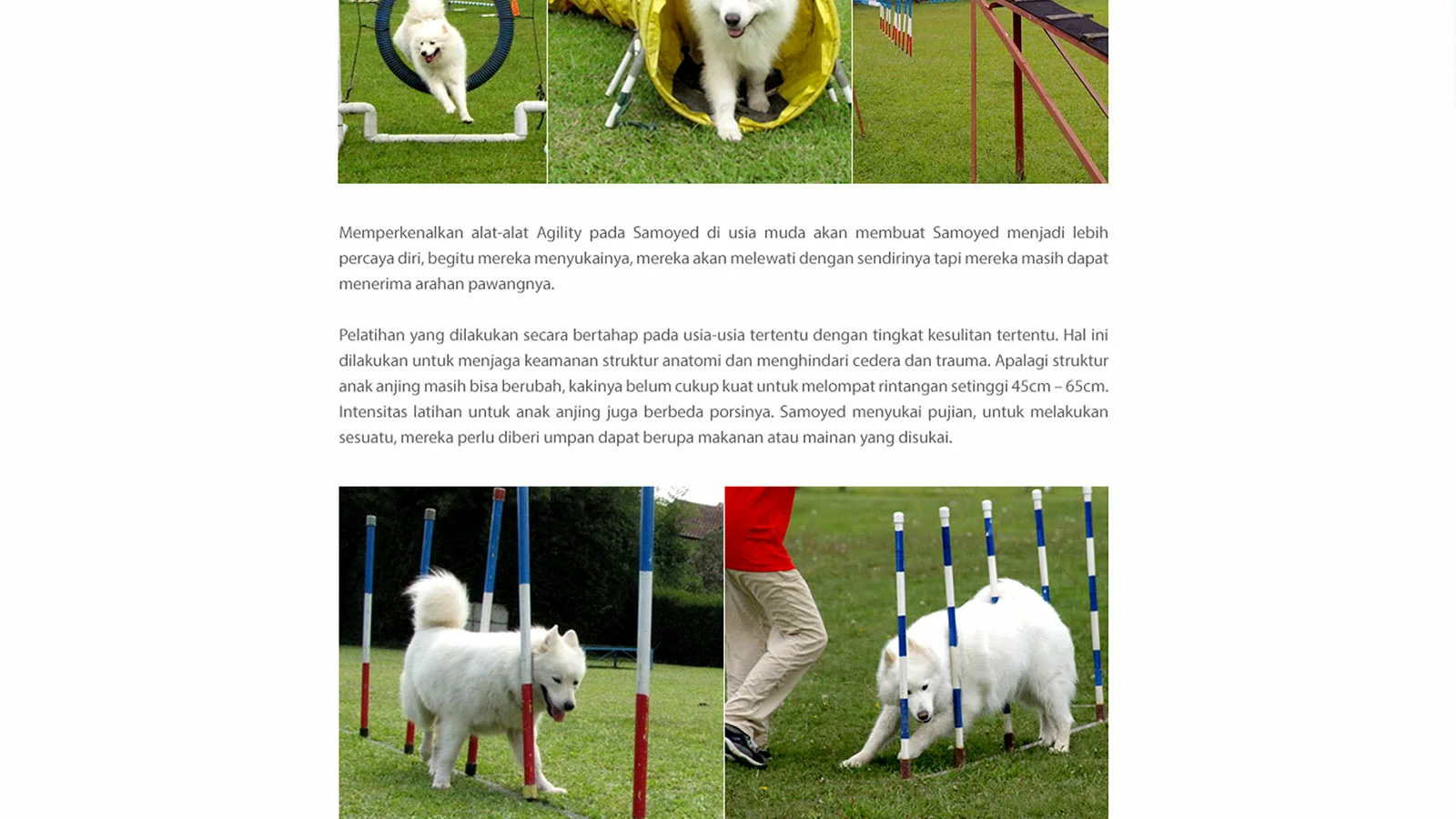 KLUB SAMOYED INDONESIA